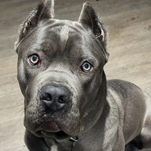 Meet your Posher, Ommani